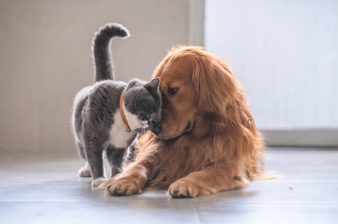 A Gentle Guide to the Safe Mating of Dogs and Cats: Ensuring Love and  Harmony - Pet Groomly